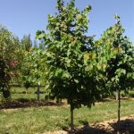 Cercis canadensis | Redbud | Eastern