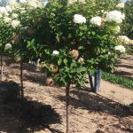 Hydrangea paniculata | Hydrangea | Limelight, Standard