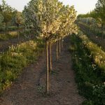 Malus sargentii | Crabapple | Firebird, standard, sprout free