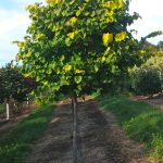 Cercis canadensis | Redbud | Hearts of Gold