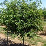 Cornus alternifolia | Pagoda Dogwood | Pagoda Dogwood