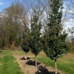 Parrotia persica | Persian Ironwood | Single Stem