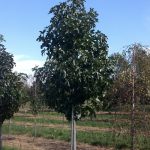 Liquidambar styraciflua | Sweetgum | Rotundiloba