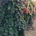 Cercis canadensis | Redbud | Ruby Falls (weeping)