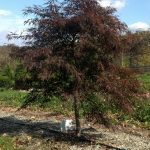 Acer palmatum dissectum | Japanese Maple | Tamukeyama