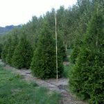 Thuja | Arborvitae | Green Giant