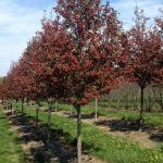 Crataegus viridis | Hawthorn | Winter King