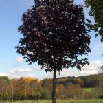 Liquidambar styraciflua | Sweetgum | Worplesdon