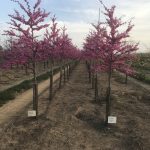 Cercis canadensis | Redbud | Appalachian Red