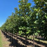 Quercus | Swamp White Oak | Bicolor