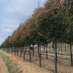 Zelkova serrata | Zelkova | Village Green