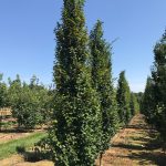 Carpinus betulus | European Hornbeam | Fastigiata