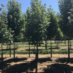 Acer saccharum | Sugar Maple | Flashfire®