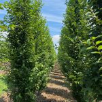 Carpinus betulus | European Hornbeam | Frans Fontaine