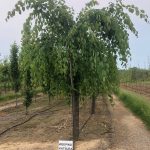 Cercidiphyllum japonicum pendula | Katsura (weeping)