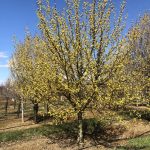 Cornus mas | Cornelian Cherry Dogwood | Golden Glory