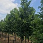 Styphnolobium japonicum | Japanese Pagoda Tree (formerly called Sophora) | Millstone