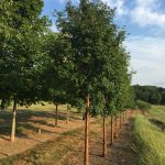 Acer griseum | Paperbark Maple