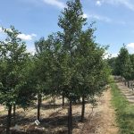 Styrax japonicus | Japanese Snowbell | Snowcone®