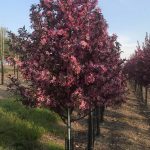 Malus | Crabapple | Royal Raindrops®, sprout Free