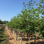 Amelanchier grandiflora | Serviceberry | Autumn Brilliance | Single Stem