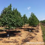 Cercis reniformis | Redbud | Oklahoma