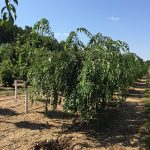 Prunus subhirtella | Flowering Cherry | Pendula