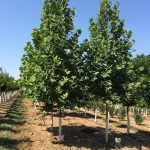 Platanus acerfolia | London Plane | Exclamation