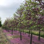 Cercis canadensis | Redbud | Pink Pom Poms