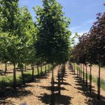 Acer saccharum | Sugar Maple | Legacy