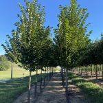 Ulmus americana | Elm | Princeton