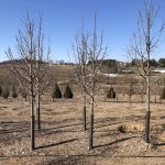 Tilia tomentosa | Silver Linden | Sterling