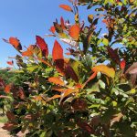 Nyssa sylvatica | Blackgum | Wild Fire