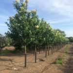 Syringa reticulata | Japanese Tree Lilac | Ivory Silk