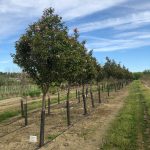 Prunus serrulata | Flowering Cherry | Kwanzan Cherry