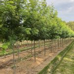 Gleditsia triacanthos | Locust | Skyline