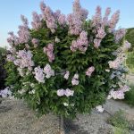 Syringa patula | Lilac | Miss Kim, Standard