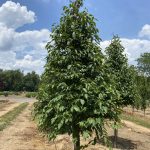 Carpinus caroliniana | American Hornbeam