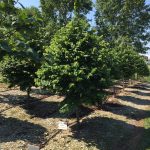 Cercis canadensis | Redbud | Ace of Hearts