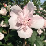 Hibiscus syriacus | Rose of Sharon | French Cabaret