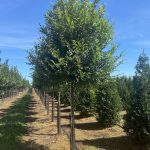 Ulmus parvifolia | Elm | Allee