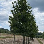 Tilia americana | Linden | American Sentry