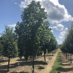 Liriodendron | Tulip Poplar | Emerald City®