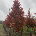 Nyssa sylvatica | Black Gum | Green Gable