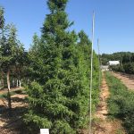 Taxodium distichum | Bald Cypress | Green Whisper