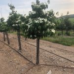 Cornus kousa | Dogwood | Greensleeves