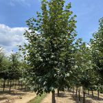 Tilia cordata | Linden | Greenspire