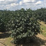 Syringa vulgaris | Lilac | Ludwig Spaeth