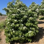 Cornus kousa | Kousa Dogwood Multi-stem