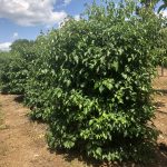 Cornus alternifolia | Pagoda Dogwood Multi-stem